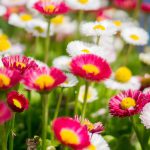 Plantation de fleurs