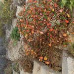 mur-beton-8-crop-u278626