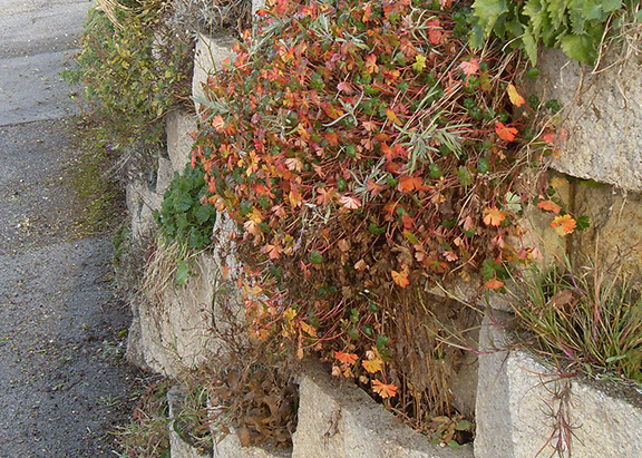 mur-beton-8-crop-u278626